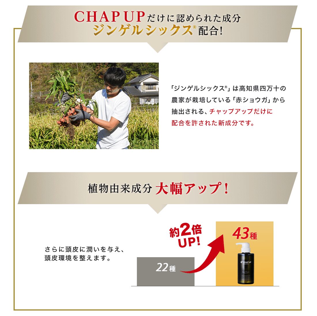 チャップアップ独自成分ジンゲルシックスの説明